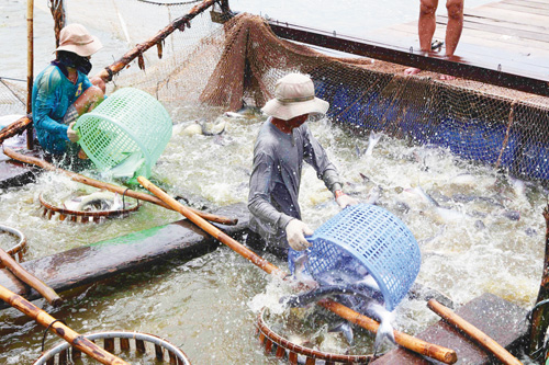 Bộ Công Thương phản đối quyết định bất lợi đối với cá tra Việt Nam ảnh 1